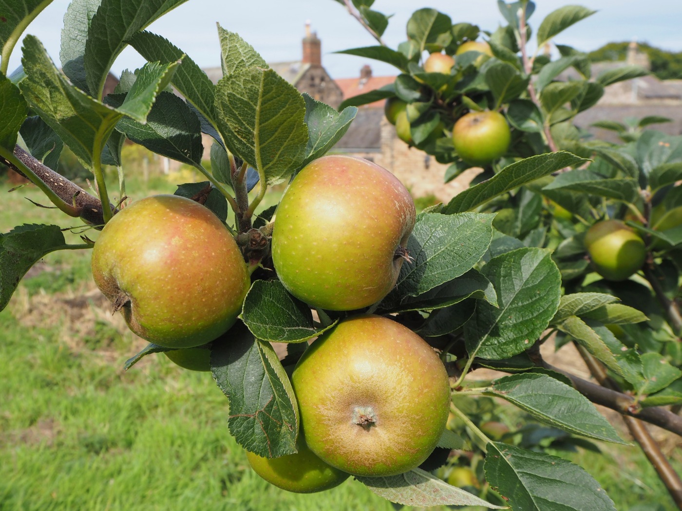 Ashmead's Kernel apples August Northumberland